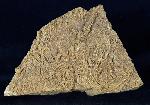 Pentacrinites aff. scalaris (GOLDFUSS 1831) - Bild &copy; FossNet FossilienStore